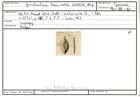 Karteikarte zum Syntyp von Spiroloculina tenuirostra Karrer, 1867